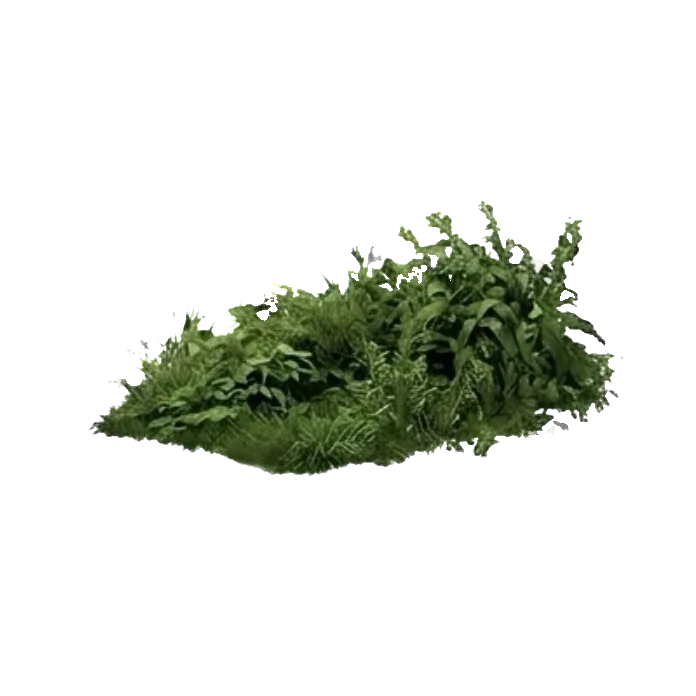 Grass